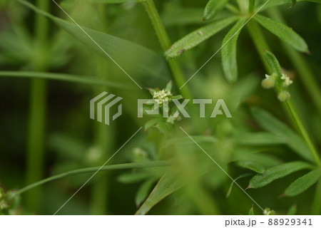 ヤエムグラの花 88929341