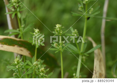 ヤエムグラの花 88929344