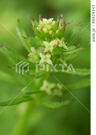 ヤエムグラの花 88929345