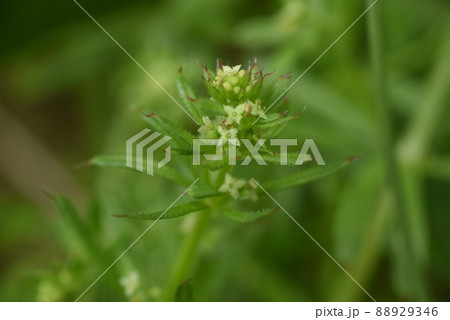 ヤエムグラの花 88929346