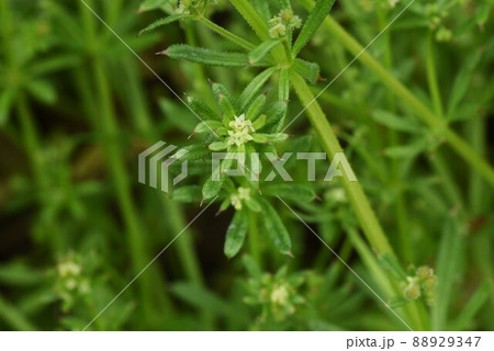 ヤエムグラの花 88929347