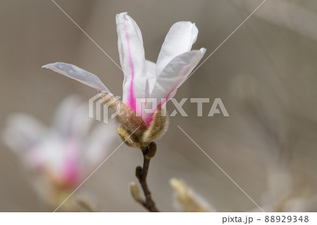 シデコブシ開花 88929348