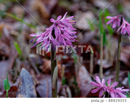 ショウジョウバカマ開花 88929355