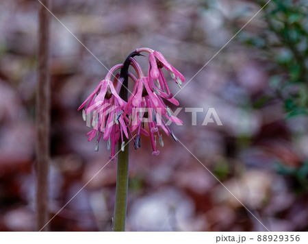 ショウジョウバカマ開花 ショウジョウバカマ開花 88929356