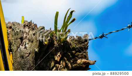 Although the tree itself has been cut down. Although the tree itself has been cut down. 88929500