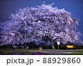 賑わいを無くした夜の公園に咲く桜が、どこか寂し気に感じる その6 賑わいを無くした夜の公園に咲く桜が、どこか寂し気に感じる その6 88929860