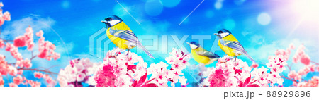 Great tit sitting on a tree branch in spring weather 88929896