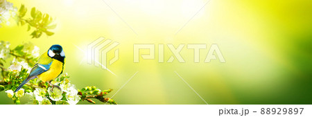 Great tit sitting on a tree branch in spring weather 88929897