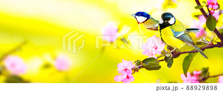Great tit sitting on a tree branch in spring weather 88929898