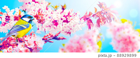 Great tit sitting on a tree branch in springの写真素材