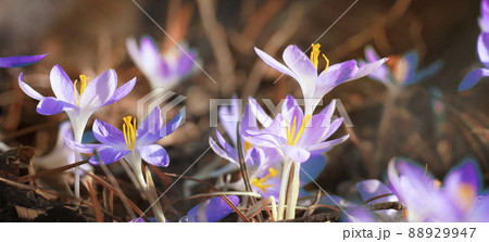 Blooming purple crocus flowers in a soft focus on a sunny spring day 88929947