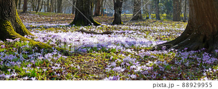 Blooming purple crocus flowers in a soft focus on a sunny spring day 88929955