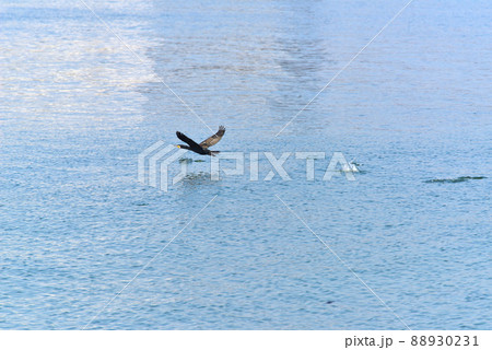 貝塚市二色浜の海面から飛び立つカワウ 貝塚市二色浜の海面から飛び立つカワウ 88930231
