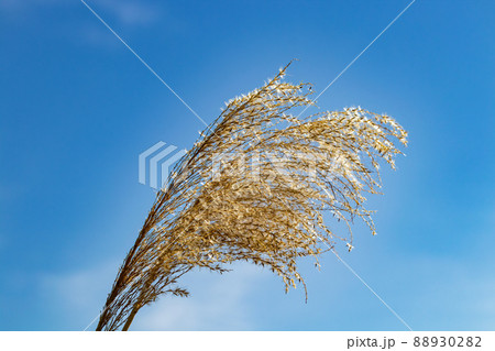 The golden plumage of weed seeds. 88930282