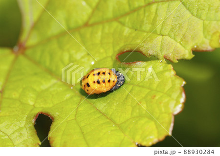 ナナホシテントウの蛹 88930284