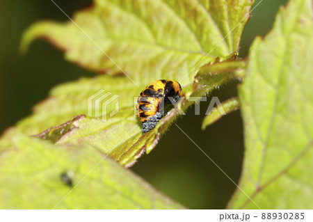 ナナホシテントウの蛹 88930285