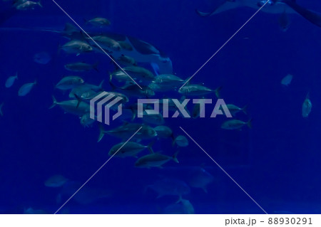 アクアリウムの風景・水族館 アクアリウムの風景・水族館 88930291
