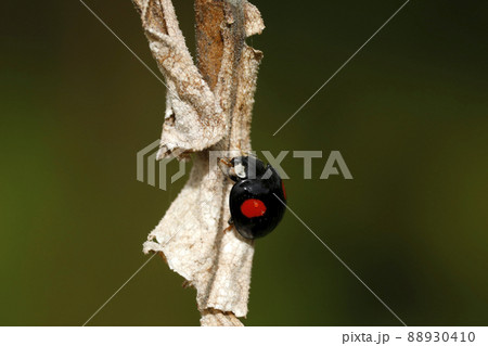 ナミテントウ黒地二紋型 ナミテントウ黒地二紋型 88930410