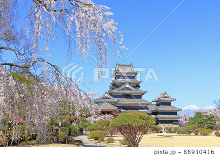 桜咲く春の国宝松本城 88930416