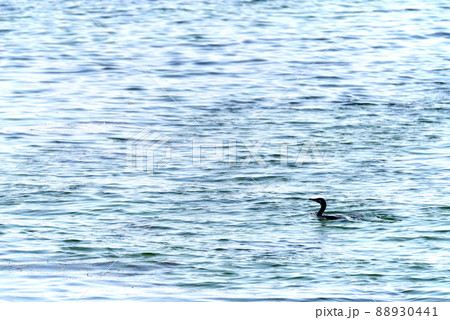 大阪府貝塚市二色浜のカワウ 大阪府貝塚市二色浜のカワウ 88930441