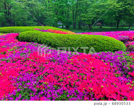 東京千代田区・皇居二の丸庭園のつつじ 88930533