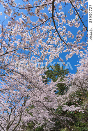 勢至公園の桜並木 勢至公園の桜並木 88930727