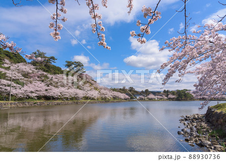 勢至公園の桜並木 勢至公園の桜並木 88930736
