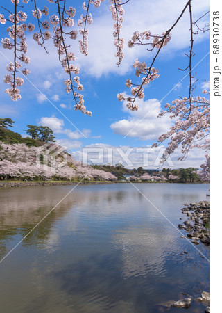 勢至公園の桜並木 88930738