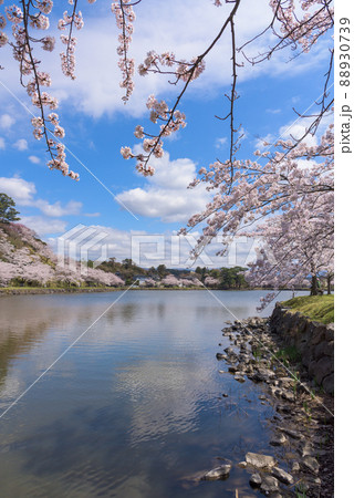 勢至公園の桜並木 88930739