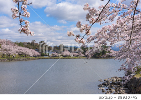 勢至公園の桜並木 88930745
