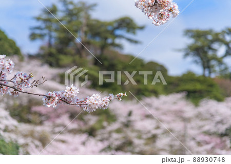 勢至公園の桜並木 88930748