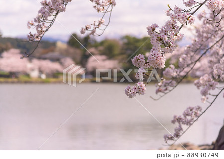 勢至公園の桜並木 勢至公園の桜並木 88930749