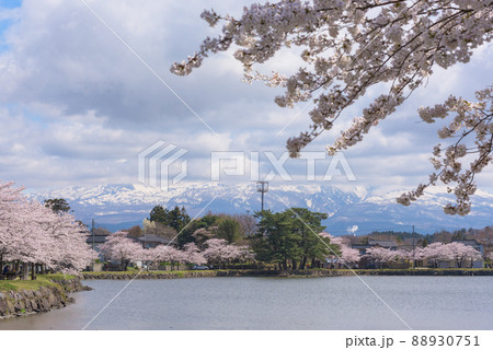勢至公園の桜並木 勢至公園の桜並木 88930751