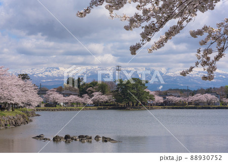 勢至公園の桜並木 88930752
