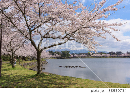 勢至公園の桜並木 88930754