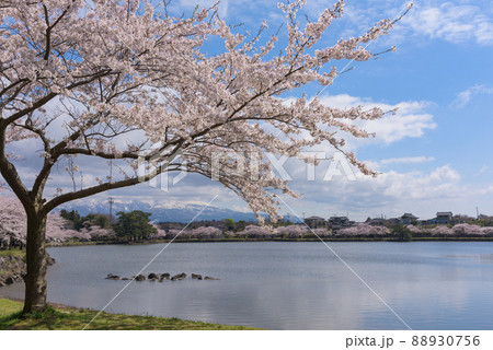 勢至公園の桜並木 勢至公園の桜並木 88930756