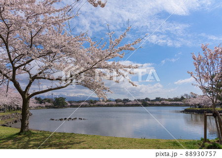 勢至公園の桜並木 88930757