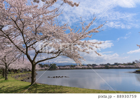 勢至公園の桜並木 勢至公園の桜並木 88930759