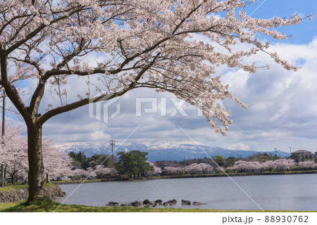勢至公園の桜並木 88930762