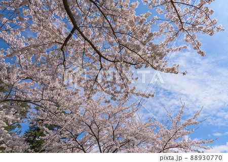 勢至公園の桜並木 勢至公園の桜並木 88930770
