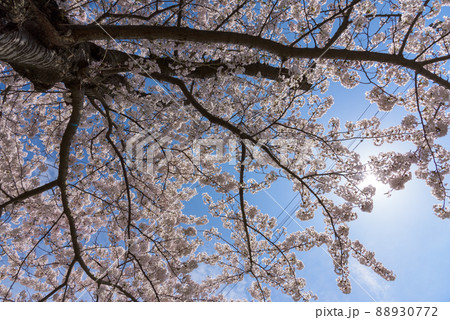 勢至公園の桜並木 勢至公園の桜並木 88930772