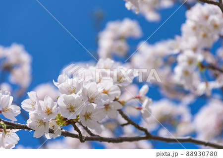 勢至公園の桜並木 88930780