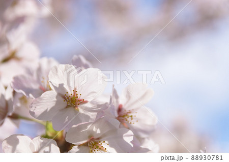 勢至公園の桜並木 勢至公園の桜並木 88930781