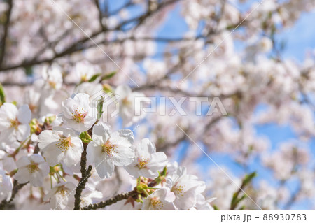 勢至公園の桜並木 88930783