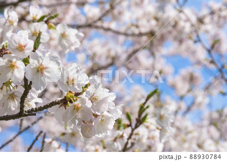 勢至公園の桜並木 88930784