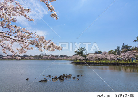 勢至公園の桜並木 勢至公園の桜並木 88930789
