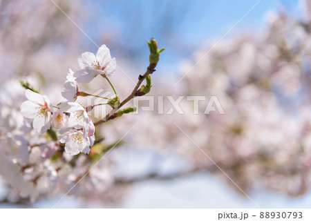 勢至公園の桜並木 勢至公園の桜並木 88930793
