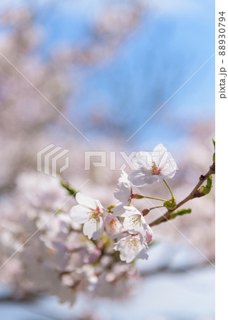 勢至公園の桜並木 勢至公園の桜並木 88930794