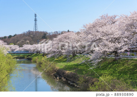 太平川の桜並木 88930890