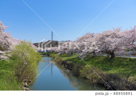 太平川の桜並木 88930891